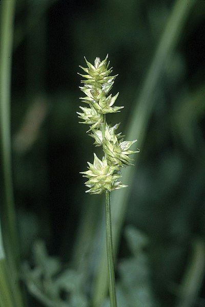 File:Carex sparganioides NRCS-1.jpg