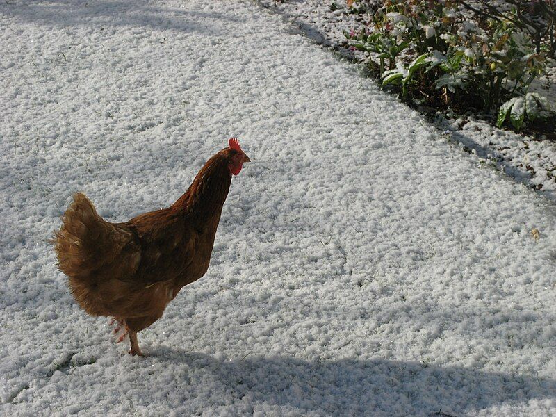 File:Chicken In Snow.JPG