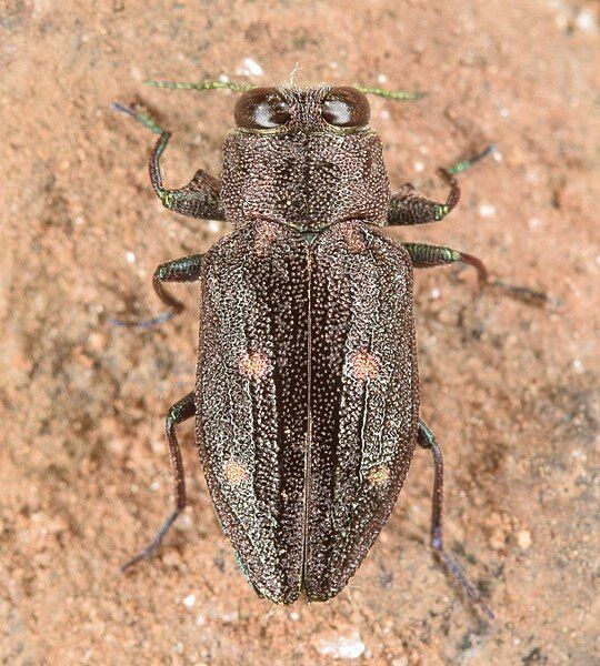 File:Chrysobothris sexsignata (49899222506).jpg