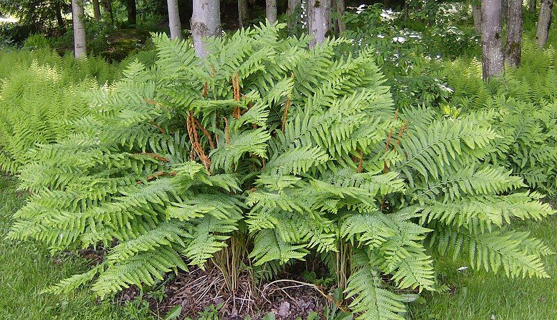 File:Cinnamon fern.jpg