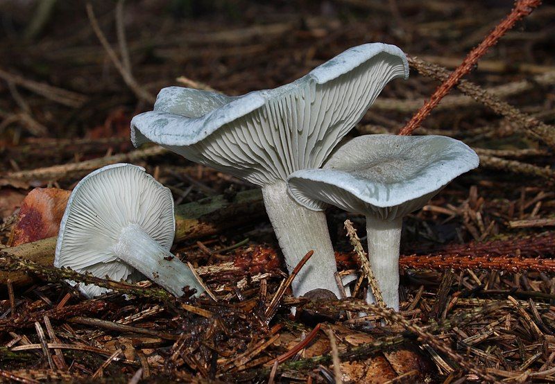 File:Clitocybe-odora.jpg