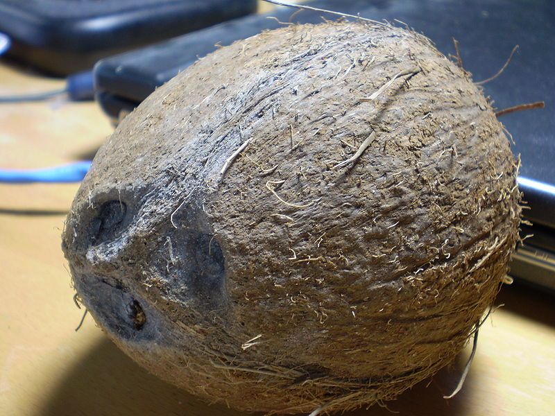 File:Coconut.jpg