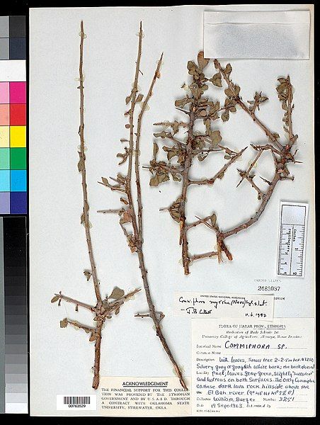 File:Commiphora myrrha.jpg