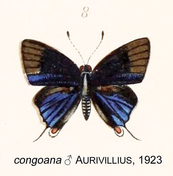 File:CongoanaAurivillius1923OD.jpg