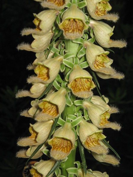 File:Digitalis ferruginea close-up2.jpg