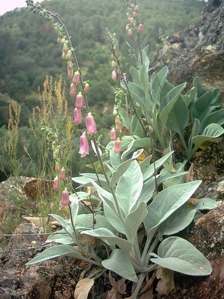 File:Digitalis mariana2.jpg