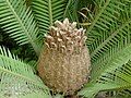 Dioon edule, seed cone