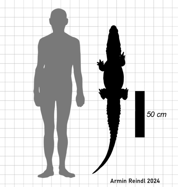 File:Dongnanosuchus size.png