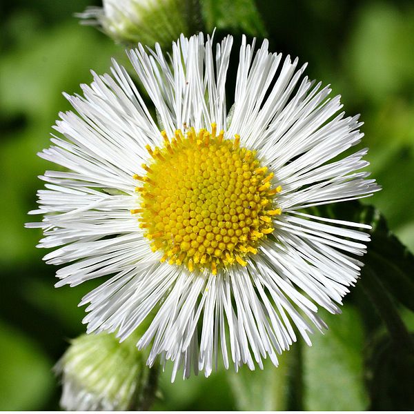 File:Erigeron annuus thegreenj.jpg