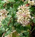 Eriogonum parvifolium