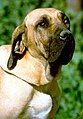 Fila Brasileiro