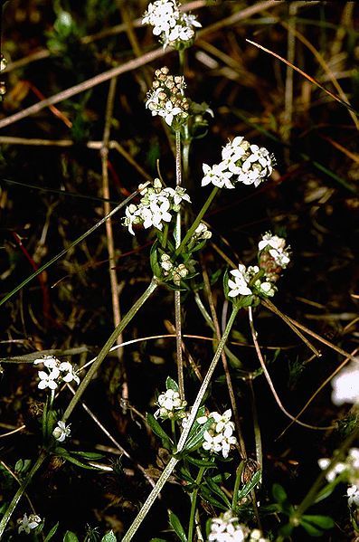 File:Galium saxatile eF.jpg