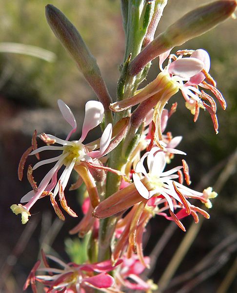 File:Gaura coccinea 3.jpg