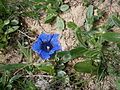 Gentiana acaulis