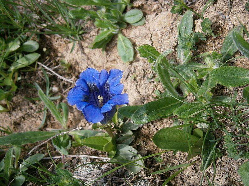 File:Gentiana acaulis03.jpg