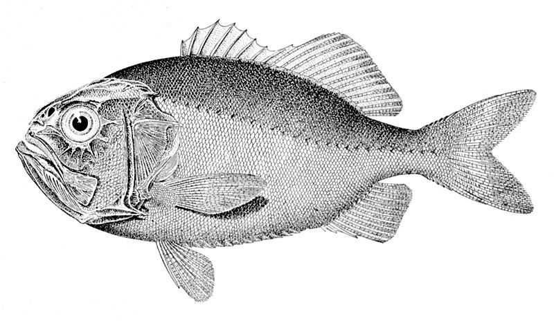 File:Gephyroberyx darwinii.jpg