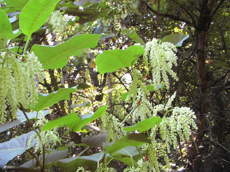 File:GiantKnotweed053.jpg