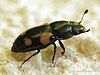 A black beetle with orange spots on its abdomen