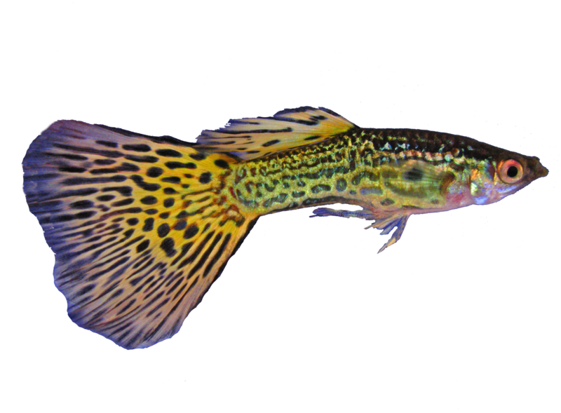 File:Guppy1trasp.png