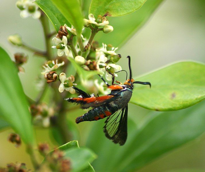 File:Hawk moth 7294.jpg