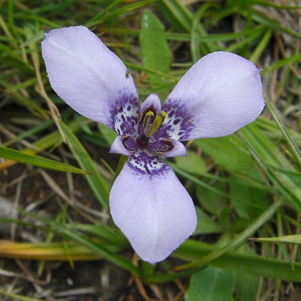 File:Herbertia lahue.jpg