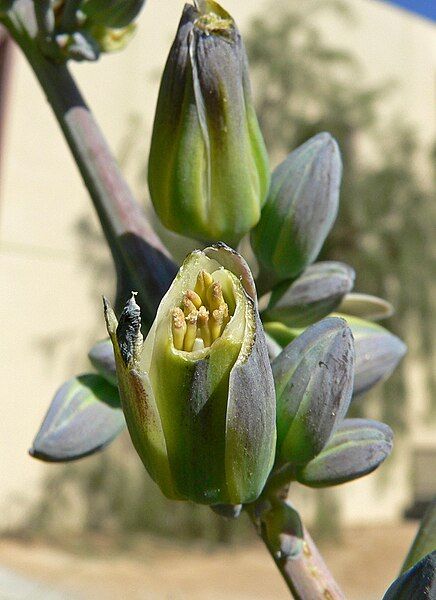 File:Hesperaloe funifera 5.jpg