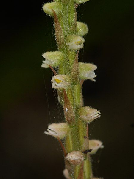 File:Hetaeria oblongifolia 10064635.jpg