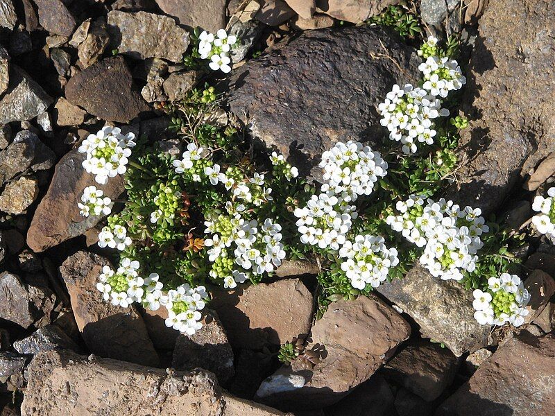 File:Hornungia alpina002.jpg