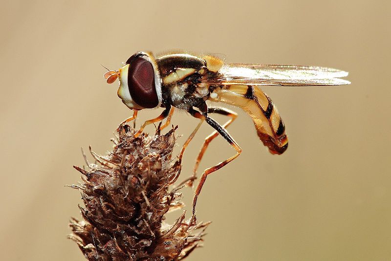 File:Hoverfly09.jpg