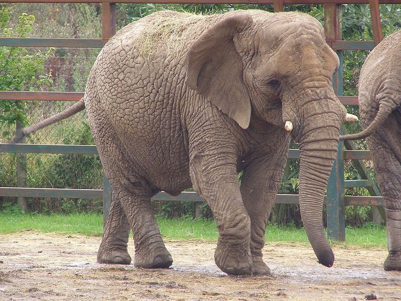 File:Howletts-loxodonta-africana-02.jpg