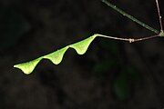 Seed pod