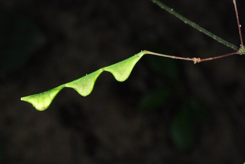 File:HylodesmumNudiflorum9.jpg