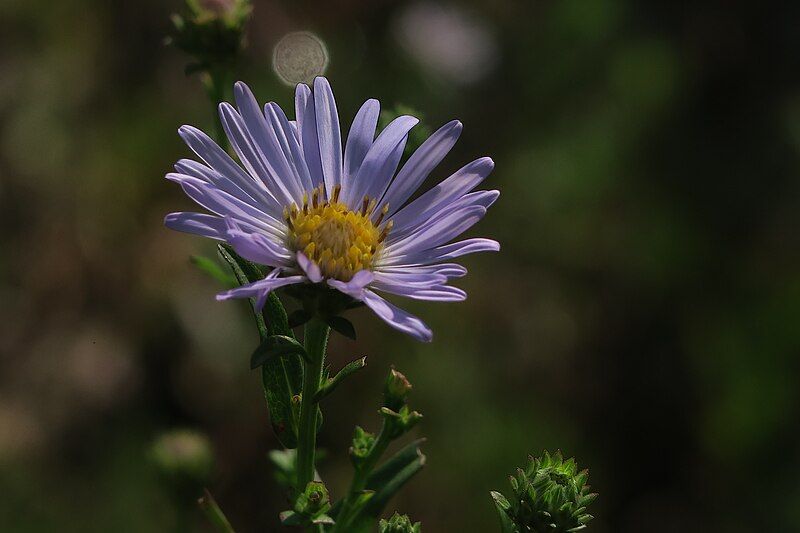 File:J20160907-0021—Symphyotrichum lentum—RPBG (29529913875).jpg