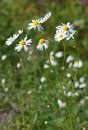 Stems and flowers