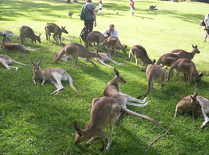 File:Kangaroos-and-tourists.jpg