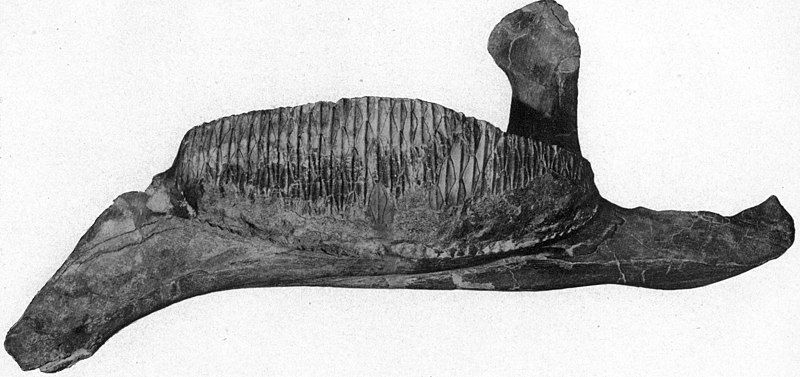 File:Kritosaurus jaw.jpg