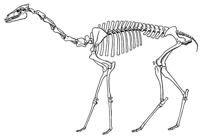 File:Large scott oxydactylus.jpg