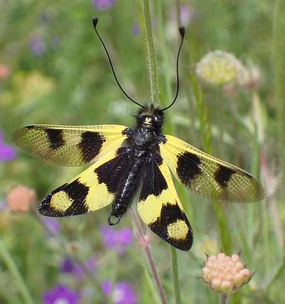 File:Libelloides macaronius male.jpg