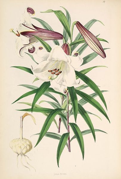 File:Lilium brownii.jpg