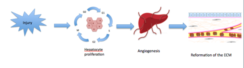 File:Liver regeneration.png