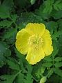 Papaver cambricum