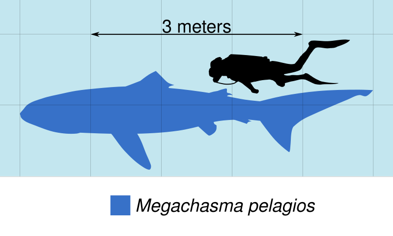 File:Megachasma pelagios Scale.svg