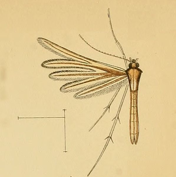 File:Merrifieldia chordodactylus.jpg