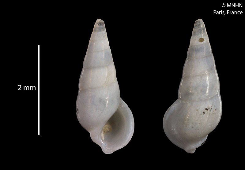 File:Mirarissoina trauseli (MNHN-IM-2012-2782).jpeg