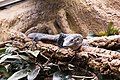 Varanus macraei at the Vivarium