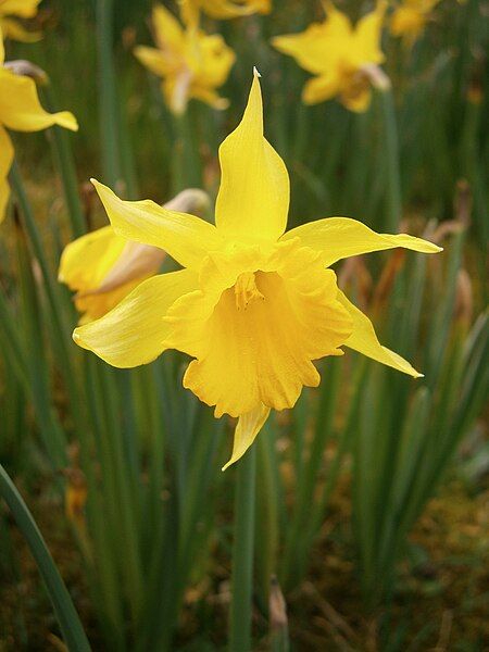 File:Narcissus hispanicus close-up03.jpg