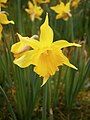 Narcissus hispanicus close-up