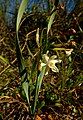 Narcissus tortifolius in Peñas Blancas Cartagena.