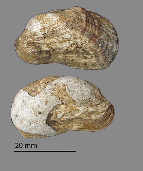 File:Neotrapezium liratum (MNHN-IM-2009-2559).jpeg