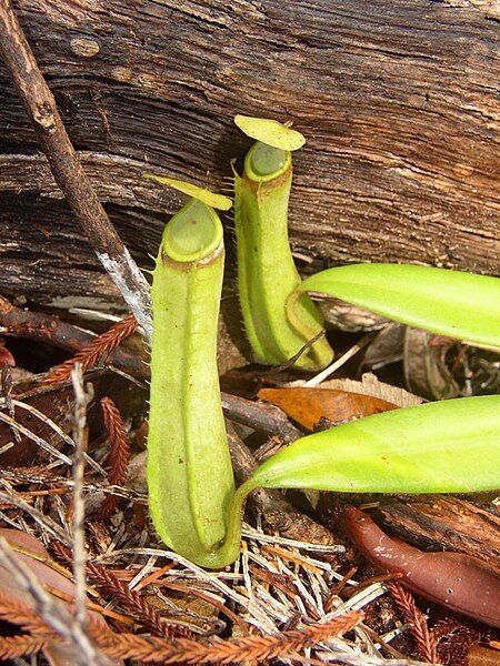 File:Nepenthes albomarginata.jpg